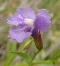Mimulus ringens image