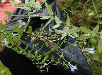 Scutellaria lateriflora image