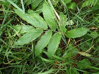 Maianthemum racemosum image