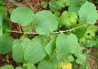 Smilax lasioneura image