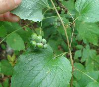 Smilax lasioneura image
