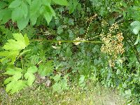 Media resource of Heracleum maximum