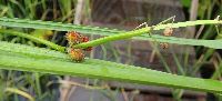 Sagittaria rigida image