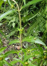 Bidens cernua image