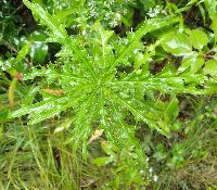 Cirsium arvense image