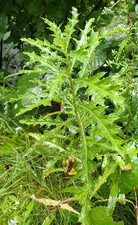 Cirsium arvense image