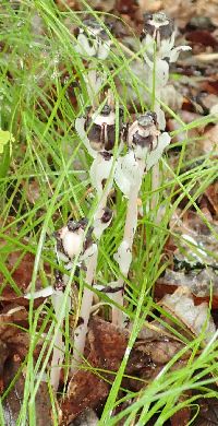 Monotropa uniflora image
