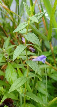 Scutellaria galericulata image