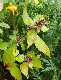 Galeopsis tetrahit image