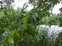 Ulmus americana image