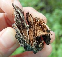 Ulmus americana image