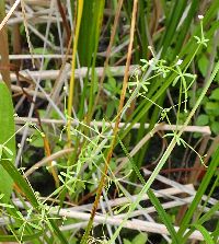 Galium tinctorium image