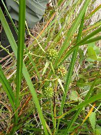 Sparganium eurycarpum image