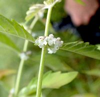 Lycopus virginicus image