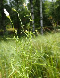 Campanula aparinoides image
