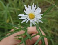 Symphyotrichum boreale image