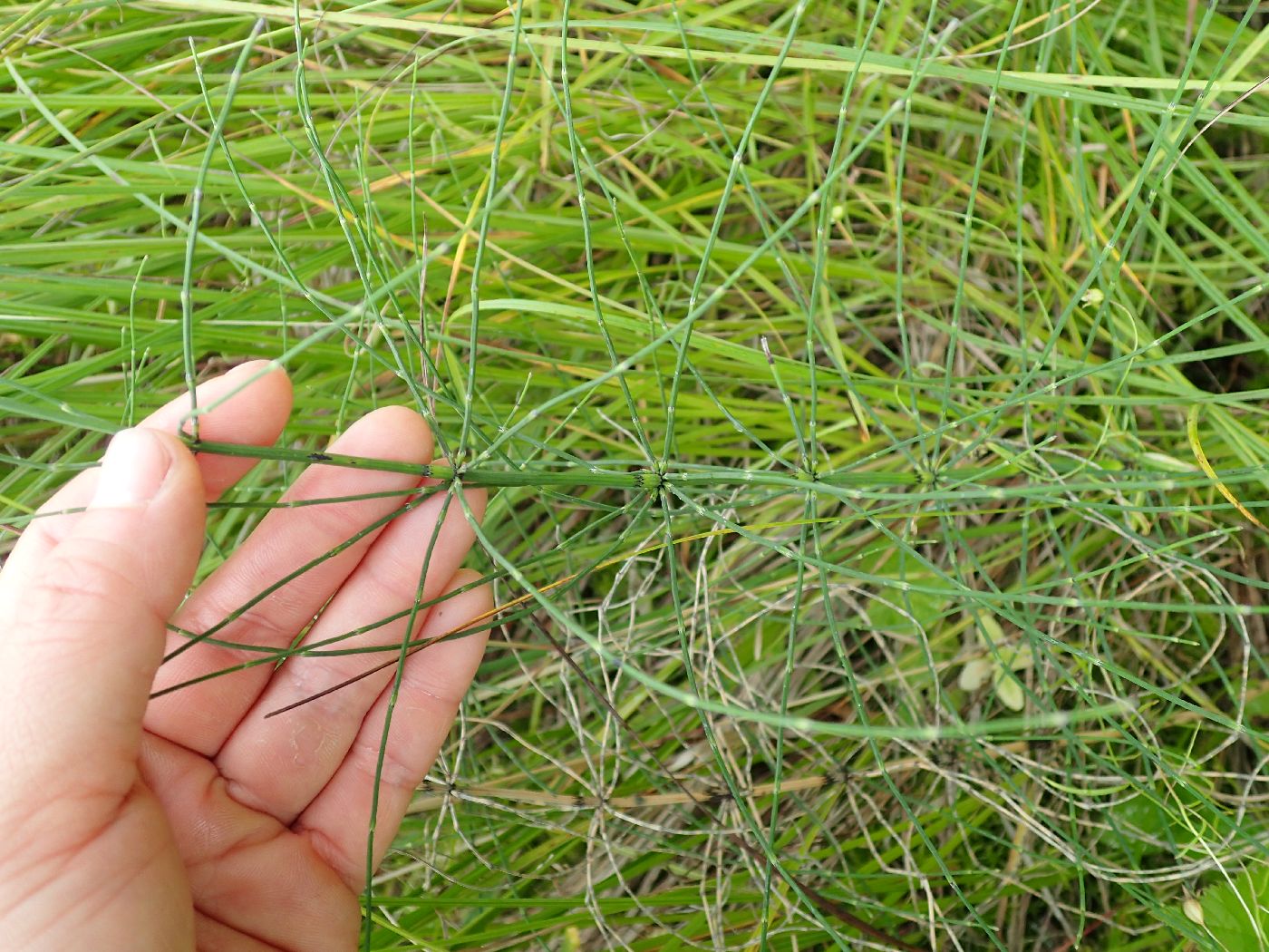 Equisetum palustre image