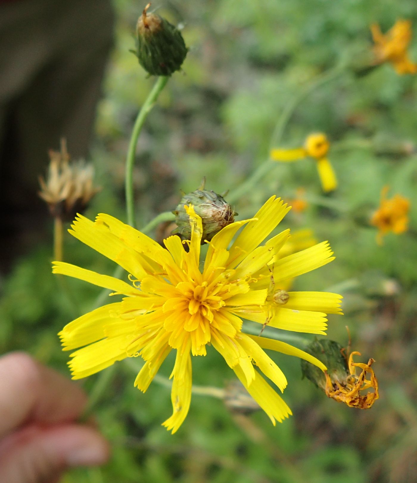 Hieracium umbellatum image