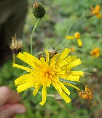 Hieracium umbellatum image