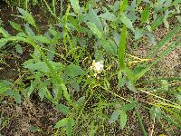 Sagittaria rigida image