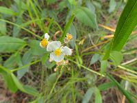 Sagittaria rigida image