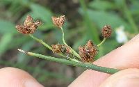 Schoenoplectus acutus image