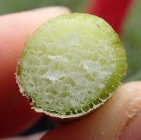 Schoenoplectus acutus image