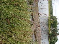 Andropogon gerardii image