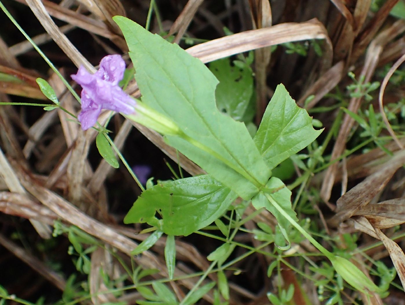 Mimulus ringens image