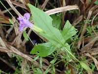 Thumbnail image of current specimen