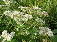 Thumbnail image of current specimen