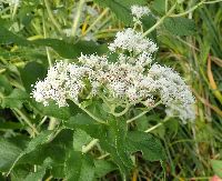 Thumbnail image of current specimen