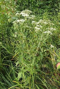 Thumbnail image of current specimen