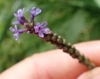 Verbena hastata image