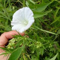 Calystegia sepium image