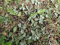 Antennaria neglecta image