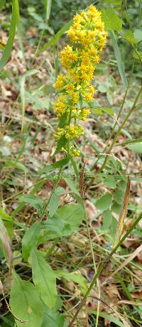 Solidago hispida image