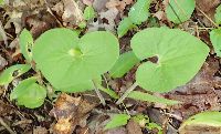 Asarum canadense image