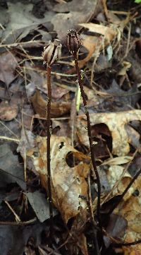 Monotropa uniflora image