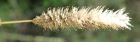 Phleum pratense image