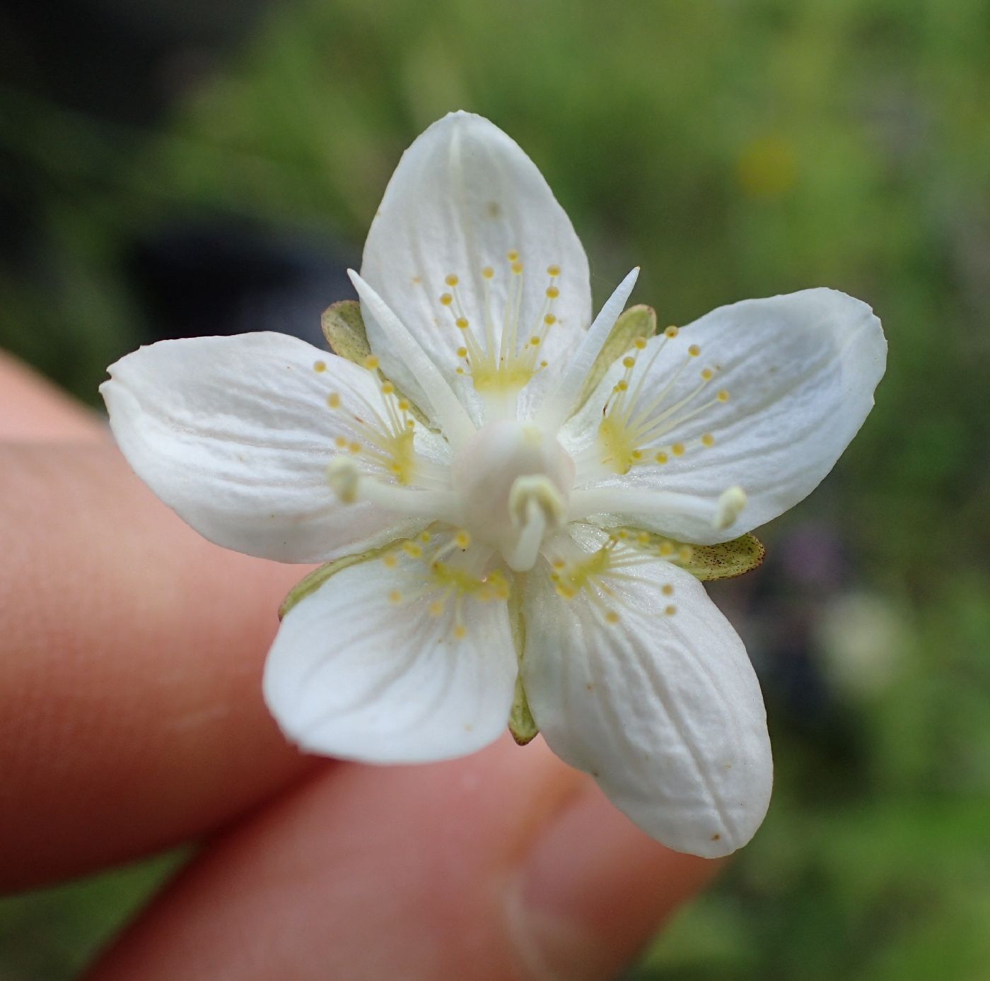 Parnassia palustris image