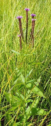 Verbena hastata image
