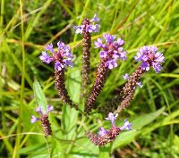 Verbena hastata image