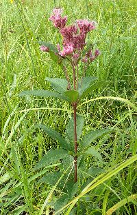 Eutrochium purpureum image