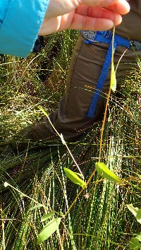 Persicaria sagittata image
