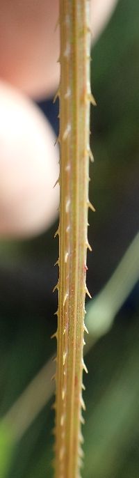 Persicaria sagittata image