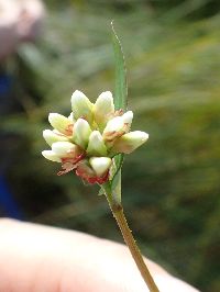 Persicaria sagittata image