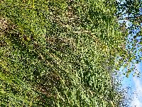 Phragmites australis subsp. americanus image