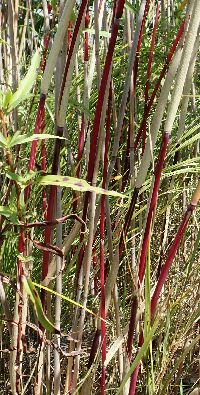 Phragmites australis subsp. americanus image