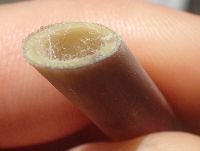 Phragmites australis subsp. americanus image